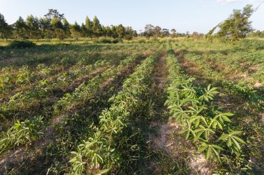 Manyok plantasyon, öğleden sonra aydınlatma