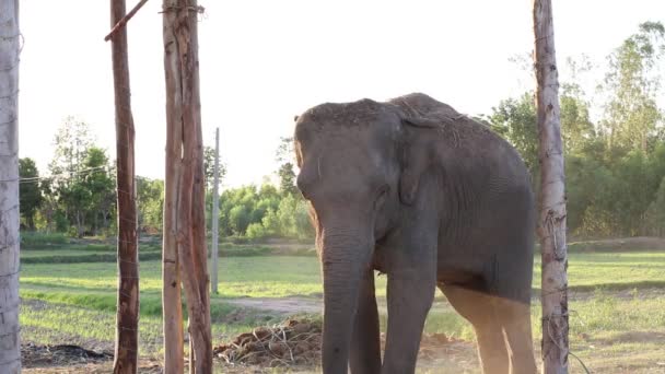 Ελέφαντας παίζοντας σκόνη — Αρχείο Βίντεο