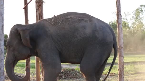 Éléphant jouant la poussière 