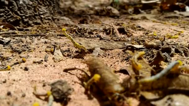 Masses Inch worm — Stock Footage Masses Inch worm Royalty Free Stock Video