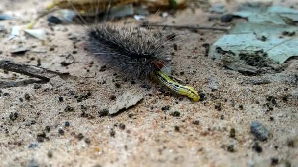 Masses Inch worm — Stock Footage Masses Inch worm Stock Video