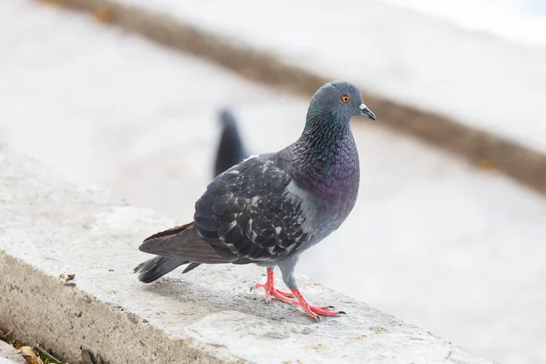 Pigeon au parc — Photo