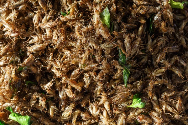 Sabrosos insectos fritos —  Fotos de Stock
