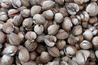 taze istiridye arka plan