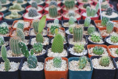 kaktüs mini tencere üzerinde