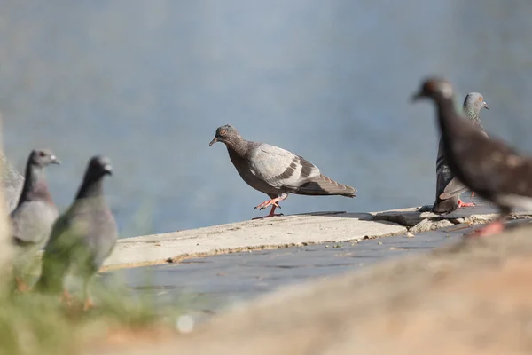 Pombo no parque — Fotografia de Stock