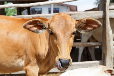 Güzel küçük buzağı 