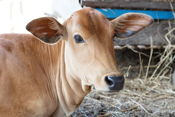 Hermoso pequeño ternero — Foto de Stock