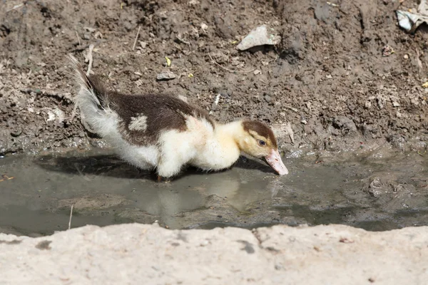 cute duckling eating