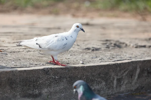 Pigeon walking at the park — Stock Photo, Image