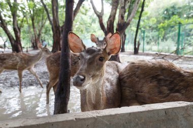 Ticari amaçlar için gruptaki güzel geyik.