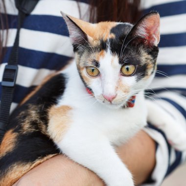 Bir kedi sahibi tarafından taşır ve onun göz bazı fikirler bakan.