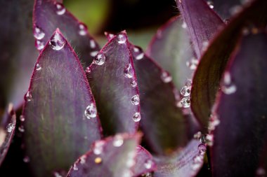 Menekşe yaprağı ve serinletici bir üzerinde Su damlacıkları