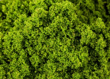 Küçük bir ile temiz su yosun granül yuvarlak. Lezzetli yemek, 