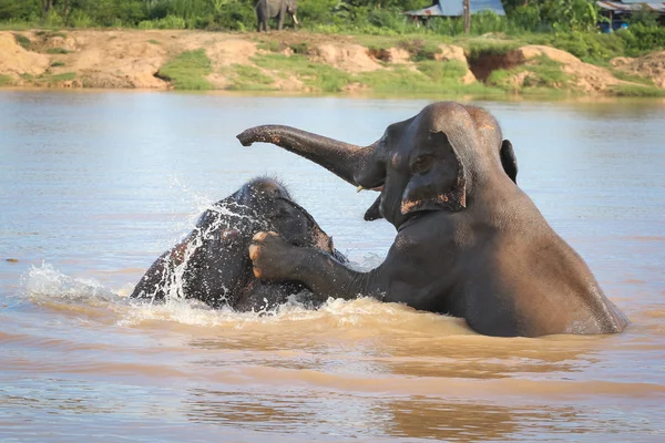 Elefante nadando — Foto de Stock
