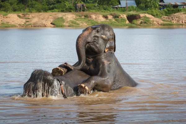 Elefante nadando — Foto de Stock