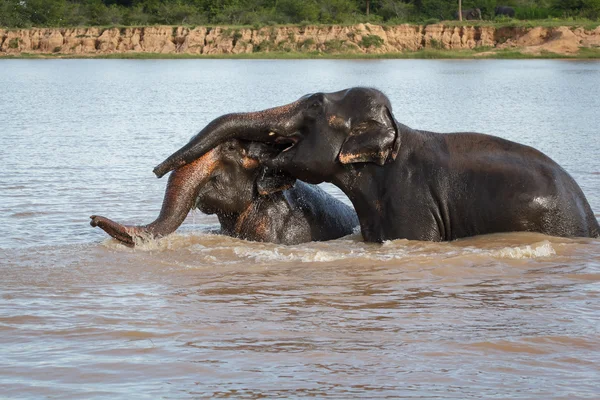 Elefante nadando — Foto de Stock