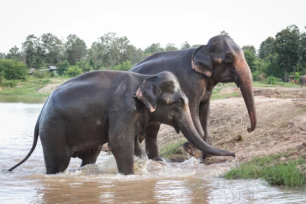 Elefante — Foto de Stock