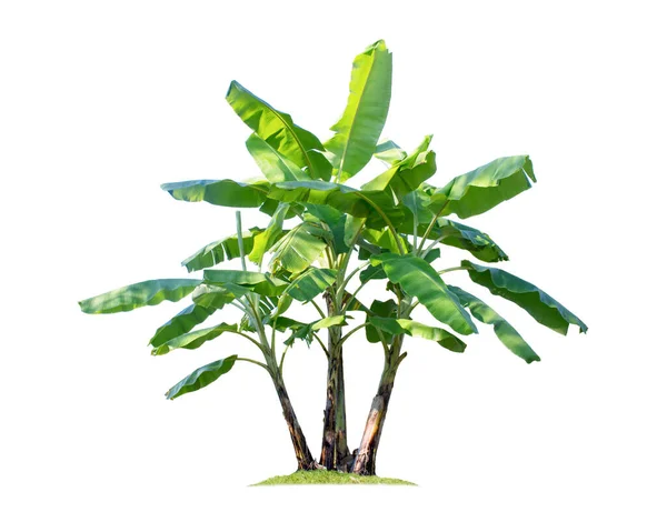 Bahçe tasarımı için kırpma yolları olan beyaz arka planda izole edilmiş muz ağacı. Yetiştirilmesi kolay tropikal ekonomik ürünler, hızlı verim