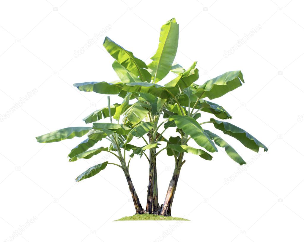 Banana tree isolated on white background with clipping paths for garden design. Tropical economic crops that are easy to grow, yield fast