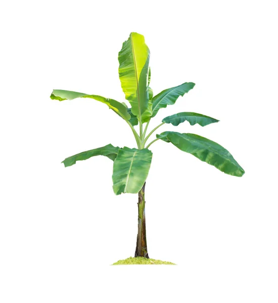 Banana Árvore Isolada Fundo Branco Com Recortes Caminhos Para Projeto — Fotografia de Stock