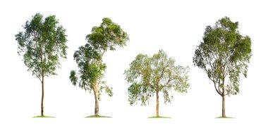 Beyaz arka planda izole edilmiş okaliptüs ağacı. Bahçe tasarımı için ağaç koleksiyonu. Avustralya kıtasında bulunan büyük ağaç koalalar için temel besin kaynağı. Kağıt üretmek için kullanılan sandık.