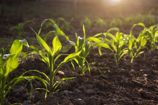 Organic corn planted in the garden with bright morning sunlight. The development of young plants, from sequence to tree, ready to be harvested. Agriculture for the food industry