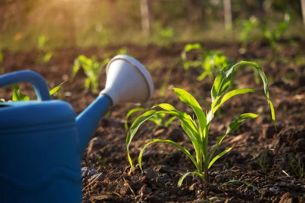 Parlak güneş ışığıyla bahçeye ekilmiş organik mısır ve sulama konservesi. Genç bitkilerin diziden ağaca gelişimi, hasat edilmeye hazır. Gıda endüstrisi için tarım