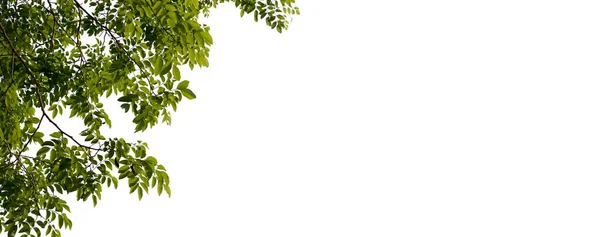 Zielone Liście Gałęzie Odizolowane Białym Tle Naturalne Szablony Wiosną Druku — Zdjęcie stockowe