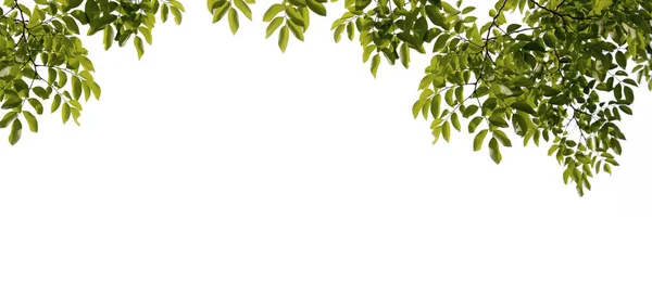 Foglie Rami Verdi Isolati Uno Sfondo Bianco Modelli Naturali Primavera — Foto Stock