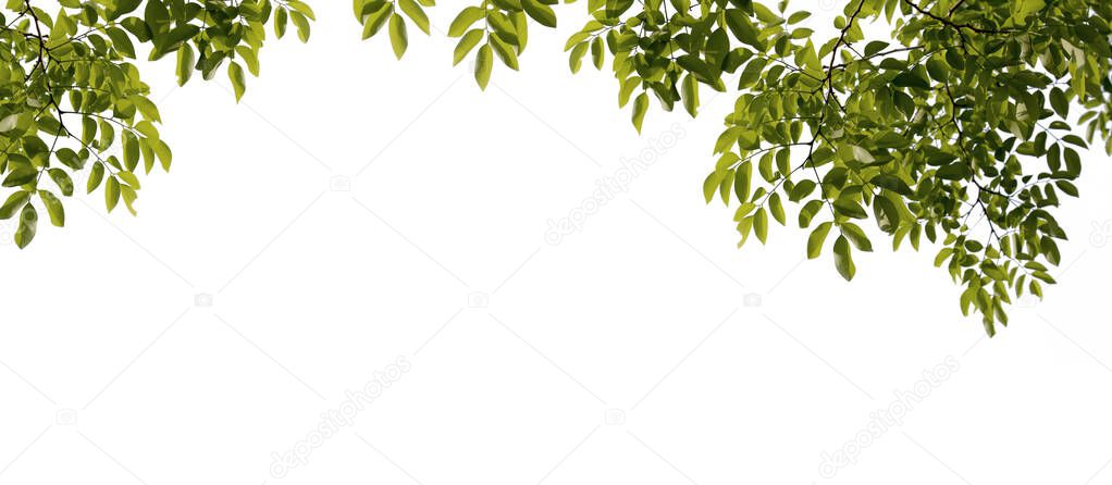Green leaves and branches isolated on a white background. Natural templates in spring for printing or graphic design.