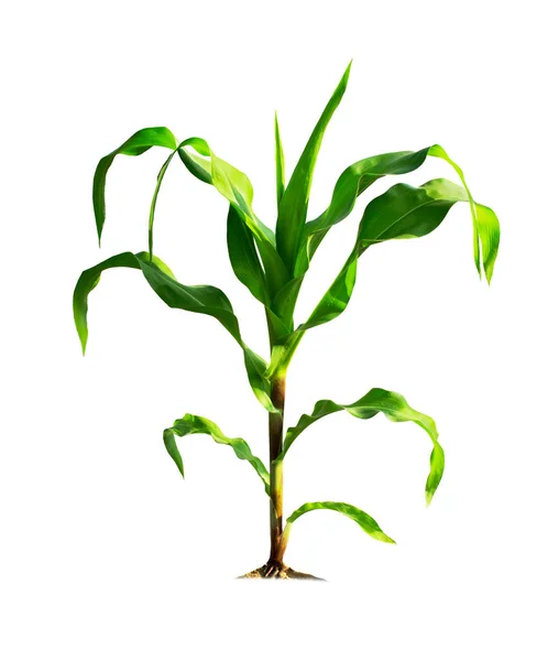 Mısır bitkisi, bahçe tasarımı için kırpma yolları olan beyaz bir arka planda izole edilmiş. Hayvansal gıda olarak pişirmek veya işlemek için kullanılan popüler bir tahıl mahsulü. Tarım endüstrisi bugün büyüyor.