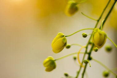 Ağacın üzerinde Ratchaphruek ya da Multiply flowers, Cassia fistula L. ya da altın duş çiçek açıyor. Yazın açan tropik sarı çiçekler. Songkran Festivali Sembolü.