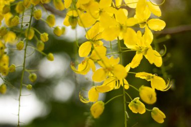 Ağacın üzerinde Ratchaphruek ya da Multiply flowers, Cassia fistula L. ya da altın duş çiçek açıyor. Yazın açan tropik sarı çiçekler. Songkran Festivali Sembolü.