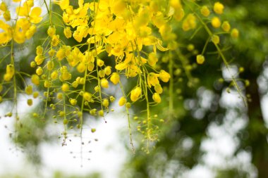 Ağacın üzerinde Ratchaphruek ya da Multiply flowers, Cassia fistula L. ya da altın duş çiçek açıyor. Yazın açan tropik sarı çiçekler. Songkran Festivali Sembolü.