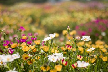 Purslane, Verdolaga ya da Küçük Hogweed sabah güneşinde çiçek açıyor. Grafik tasarımı veya duvar kağıdı için renkli bahar çiçeği alanı arkaplanı.