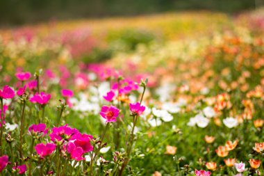 Purslane, Verdolaga ya da Küçük Hogweed sabah güneşinde çiçek açıyor. Grafik tasarımı veya duvar kağıdı için renkli bahar çiçeği alanı arkaplanı.