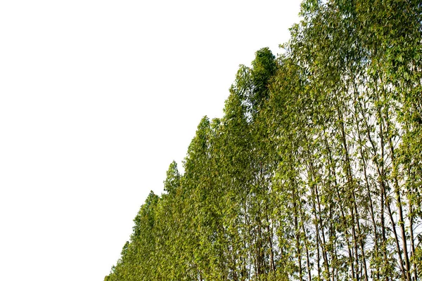 Eukalyptusbaum Isoliert Auf Weißem Hintergrund Mit Schnittwegen Für Gartengestaltung Großer — Stockfoto