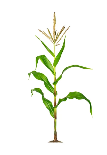 Corn Plant Isolated White Background Clipping Paths Garden Design Popular — Stock Photo, Image