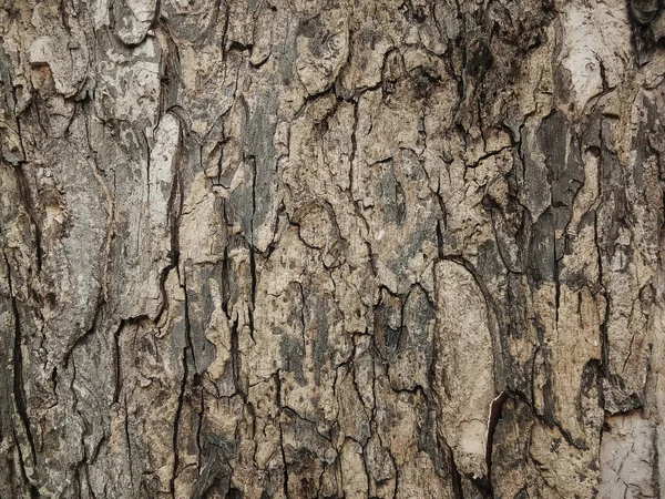 Old Tree Bark Beautiful Patterns Graphic Design Wallpapers Natural Background — Stock Photo, Image