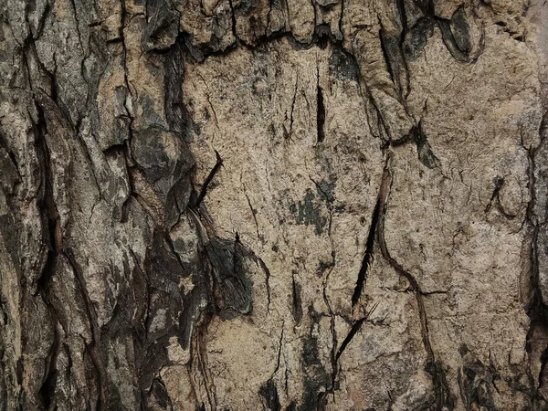Casca Árvore Velha Com Belos Padrões Para Design Gráfico Wallpapers — Fotografia de Stock
