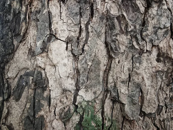 Vieille Écorce Arbre Avec Beaux Motifs Pour Conception Graphique Papiers — Photo