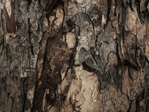 Casca Árvore Velha Com Belos Padrões Para Design Gráfico Wallpapers — Fotografia de Stock