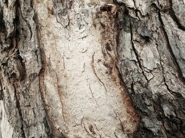 Vieille Écorce Arbre Avec Beaux Motifs Pour Conception Graphique Papiers — Photo