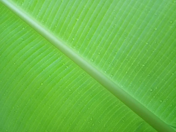 Fondo Textura Hoja Plátano Estilo Verde Naturaleza Para Diseño Gráfico — Foto de Stock