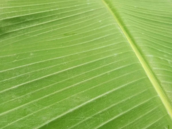 Fondo Textura Hoja Plátano Estilo Verde Naturaleza Para Diseño Gráfico — Foto de Stock