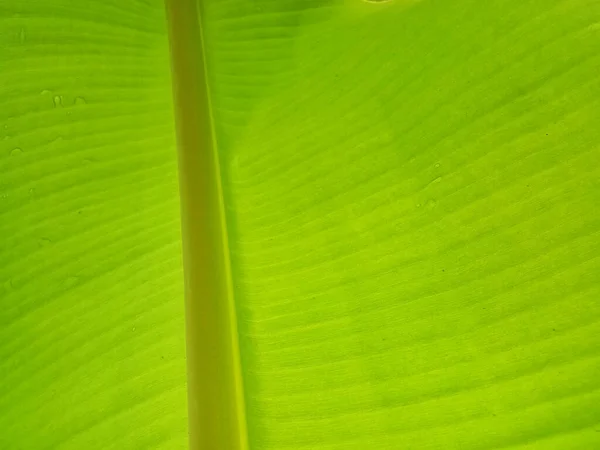 Bananenblad Textuur Achtergrond Groene Stijl Van Natuur Voor Grafisch Ontwerp — Stockfoto