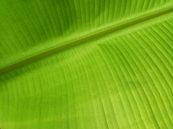 Fondo Textura Hoja Plátano Estilo Verde Naturaleza Para Diseño Gráfico — Foto de Stock
