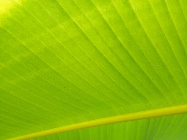 Fondo Textura Hoja Plátano Estilo Verde Naturaleza Para Diseño Gráfico — Foto de Stock