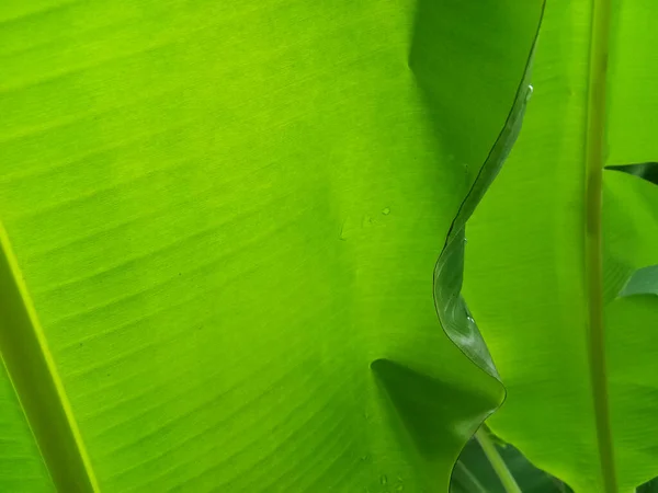 Fondo Textura Hoja Plátano Estilo Verde Naturaleza Para Diseño Gráfico — Foto de Stock